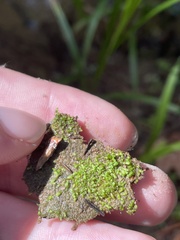 Riccia stenophylla