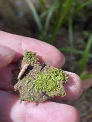 Riccia stenophylla