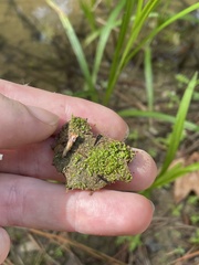 Riccia stenophylla