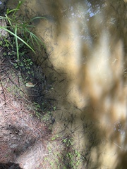 Riccia stenophylla