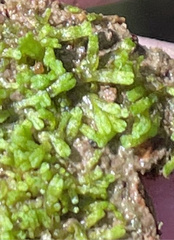 Riccia stenophylla