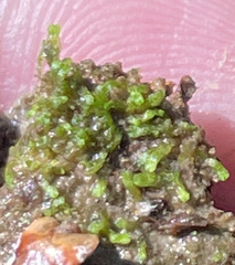 Riccia stenophylla