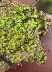 Riccia stenophylla