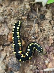 Oraesia emarginata