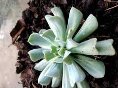 Echeveria runyonii