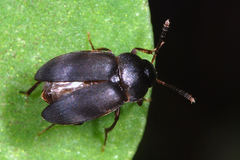 Apocatops nigrita