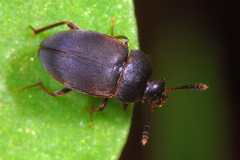 Apocatops nigrita