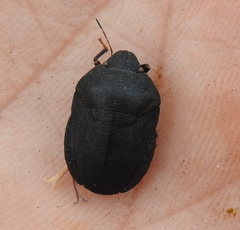 Eurygaster integriceps