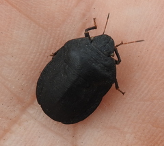 Eurygaster integriceps