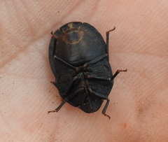 Eurygaster integriceps