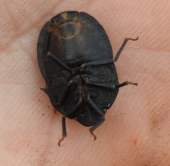 Eurygaster integriceps