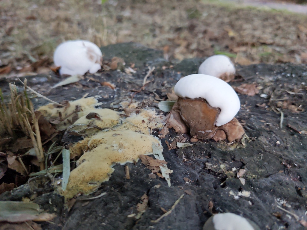 Ganoderma applanatum · June 2022 · photo: © munenori_yamakawa (iNaturalist, cc-by)