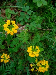 Coronilla coronata