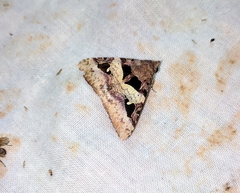 Avatha bubo