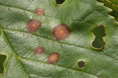 Wilsonomyces carpophilus