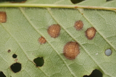 Wilsonomyces carpophilus