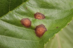 Wilsonomyces carpophilus