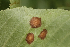 Wilsonomyces carpophilus