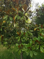 Magnoliopsida