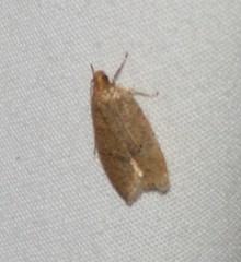 Psilocorsis reflexella