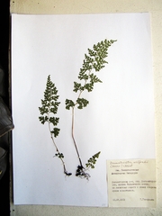 Dennstaedtia wilfordii