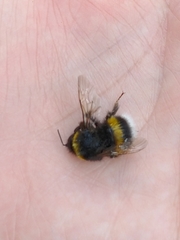 Bombus