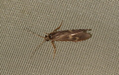 Neureclipsis bimaculata