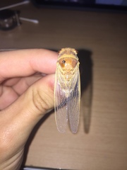 Diceroprocta apache