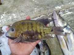 Cincelichthys pearsei