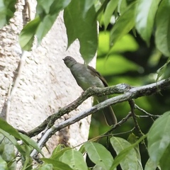 Rubigula erythropthalmos