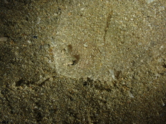 Arnoglossus
