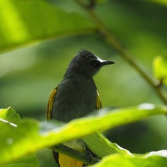 Rubigula cyaniventris
