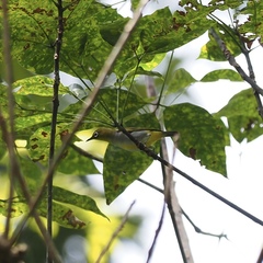 Zosterops auriventer