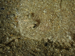 Arnoglossus