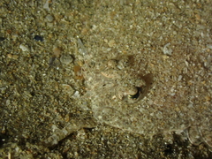Arnoglossus