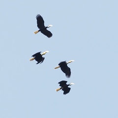 Rhyticeros subruficollis