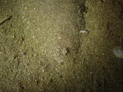 Arnoglossus