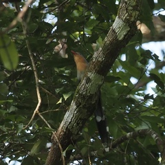 Zanclostomus javanicus