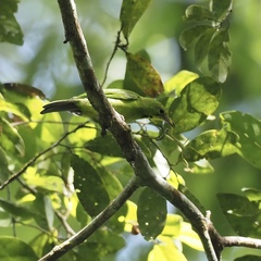 Chloropsis sonnerati
