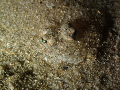 Arnoglossus