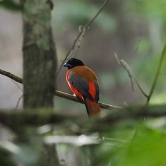 Harpactes duvaucelii