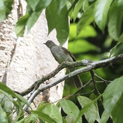 Rubigula erythropthalmos