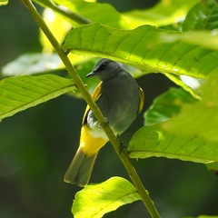 Rubigula cyaniventris