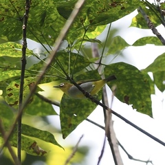 Zosterops auriventer