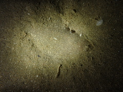 Arnoglossus
