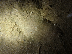 Arnoglossus