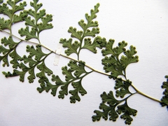 Dennstaedtia wilfordii