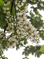 Prunus padus