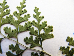 Dennstaedtia wilfordii