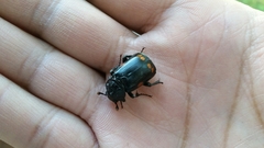 Nicrophorus pustulatus